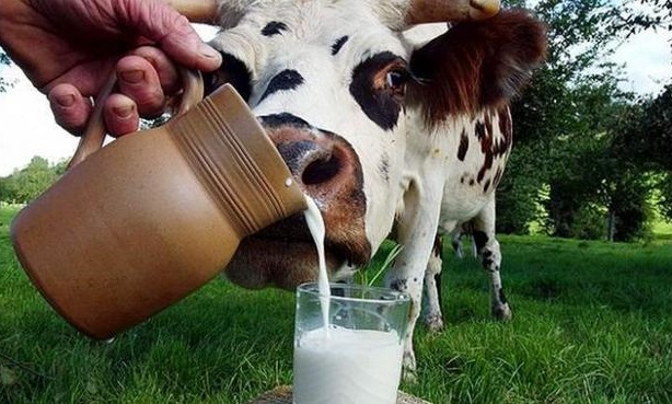 Молочна ферма окупиться за 7 років - коментарі аналітиків компанії Pro-Consulting. Приватний підприємець